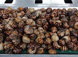 Yılda 1500 ton ihraç ediyorlar! Tatmak için sıra oluşturuyorlar