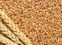 Rus buğdayına kısıtlama geliyor