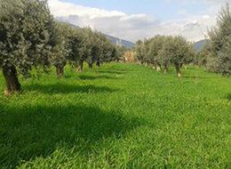 Zeytinlik Kanunu'nda yatırım düzenlemesine gidildi