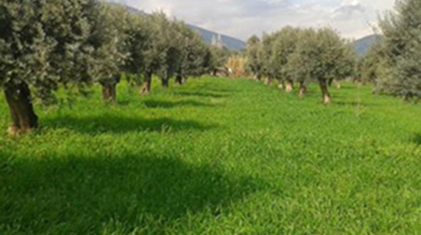 Zeytinlik Kanunu'nda yatırım düzenlemesine gidildi
