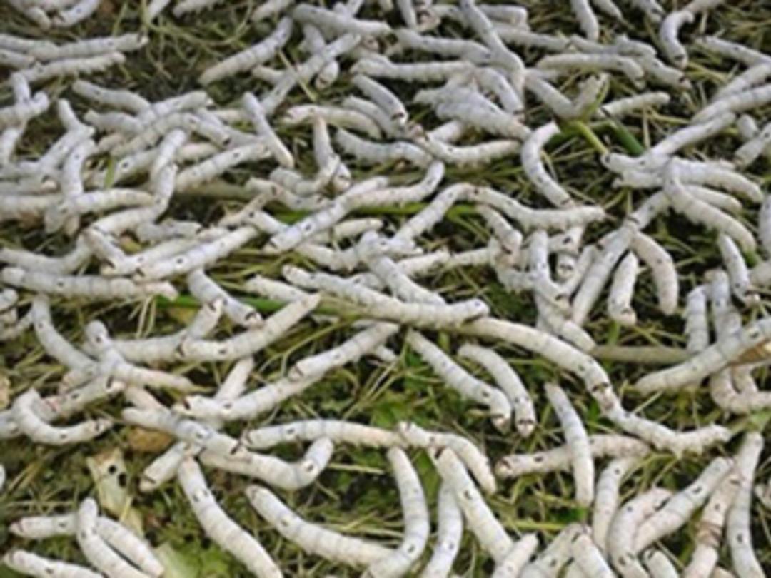 Destek devletten &uuml;retim &ccedil;ift&ccedil;iden