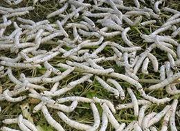 Destek devletten üretim çiftçiden