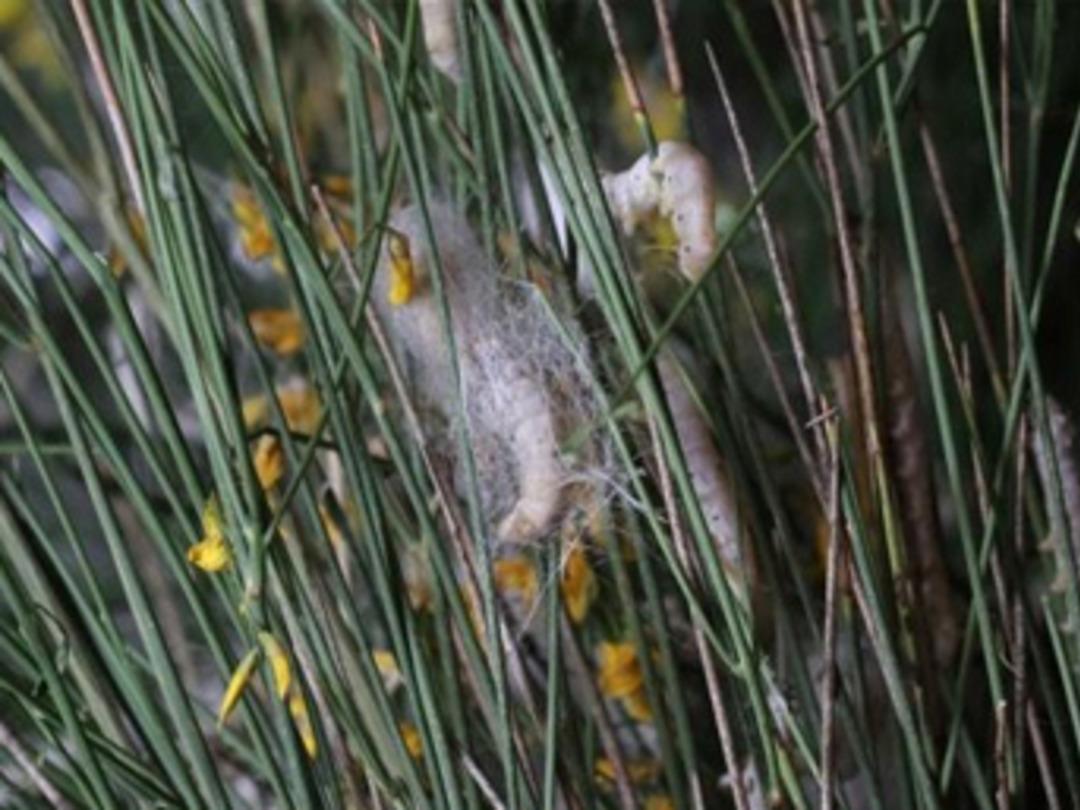 Devlet desteği ile T&uuml;rkiye'nin en kapsamlı ipekb&ouml;ceği evini kurdu