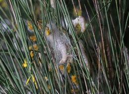 Devlet desteği ile Türkiye'nin en kapsamlı ipekböceği evini kurdu