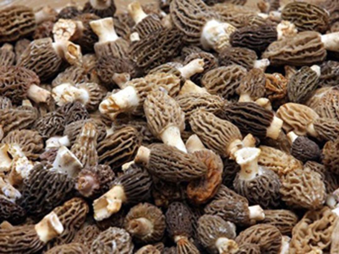 T&uuml;rkiye'de toplanıp d&uuml;nya ila&ccedil; sanayisine ihra&ccedil; ediliyorlar