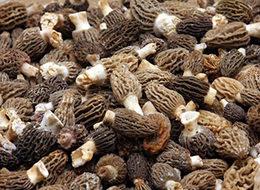 Türkiye'de toplanıp dünya ilaç sanayisine ihraç ediliyorlar