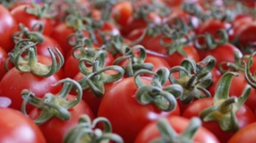 Rusya almayınca domatesi Beyaz Rusya'ya sattık
