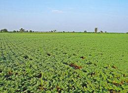 Ramazanda fiyatı artması beklenen ürünler açıklandı
