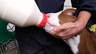 Son dakika: Bakanlıktan kırmızı et fiyatlarını d&uuml;ş&uuml;recek adım!