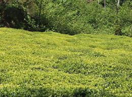 Yaş çay alım fiyatı 2,13 lira olarak açıklandı