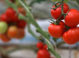 Rusya: "Türkiye ile özel görüşmeler yapılacak"