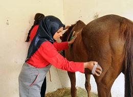TJK kadın seyis yetiştiriyor