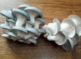 Üreticiler istiridye mantarı siparişine yetişemiyor