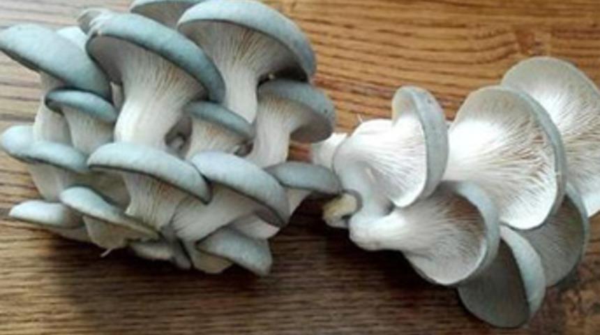 Üreticiler istiridye mantarı siparişine yetişemiyor