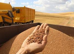 Biz Kanada mercimeği yiyoruz, zengin ülkeler Türk mercimeğini yiyor