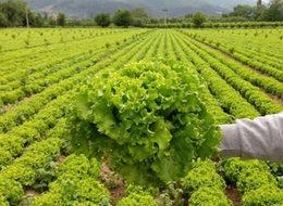 Marul çiftçinin elinde kaldı