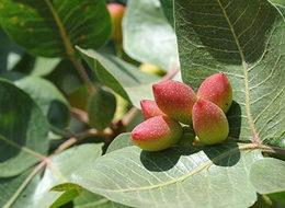 50 yılda meyve veriyordu bakımla 6 yıla düştü