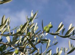 Zeytinliklerle ilgili düzenleme kanundan çıkarılıyor