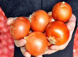 Kuru soğan ihracatından 8,6 milyon dolar gelir