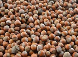 Türkiye 9 ayda 189 bin ton fındık ihraç etti