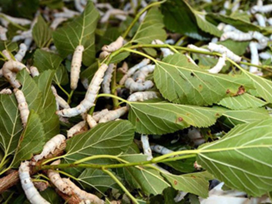 İpek b&ouml;ceği yetiştiricilerinde hasat heyecanı
