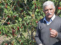 Kirazlı'da artık kiraz üretilmeyecek