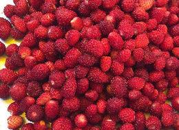 Kilosu 50 liradan satılan çilek el yakıyor