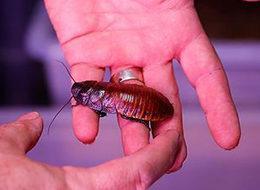 Hamam böceğinin tanesini 4 liradan satıyor