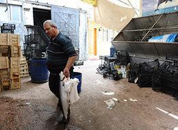 Ramazanda balıkçılar sinek avlıyor