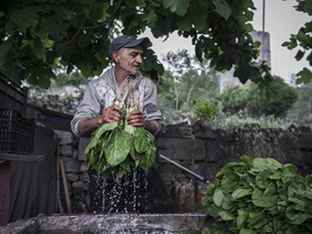 Yedikule Bostanları Kentsel Tarım Parkı'nda hayat bulacak