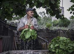 Yedikule Bostanları Kentsel Tarım Parkı'nda hayat bulacak