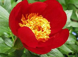 Bu çiçeği koparmanın bedeli 42 bin TL