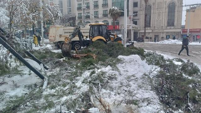 Karın ağırlığına dayanamayan ağa&ccedil;lar devrildi 2