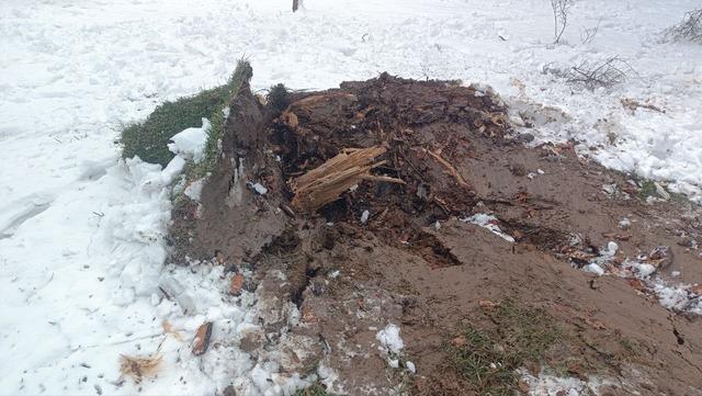 Karın ağırlığına dayanamayan ağa&ccedil;lar devrildi 1