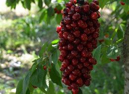 Kirazın 'lakıl' hali 30 lira