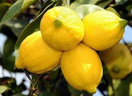 Ekşi limondan tatlı gelir