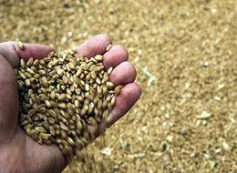 Çukurova'da buğday bereketi