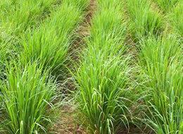 Tayland'dan cüzdanında getirdi, bahçesinde yetiştirdi