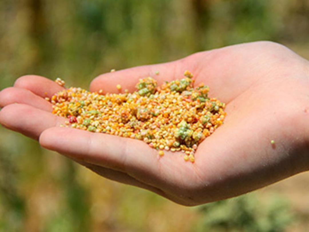 Patatesin başkentinde alternatif &uuml;r&uuml;n: Kinoa