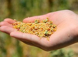 Patatesin başkentinde alternatif ürün: Kinoa