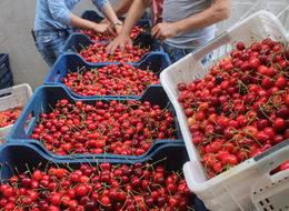 'Demirci kirazı' üreticinin yüzünü güldürdü