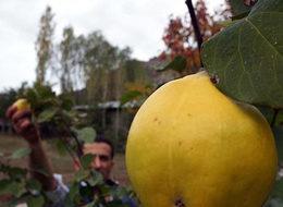 Türkiye'nin Rusya'ya ayva ihracatı 2 kat arttı