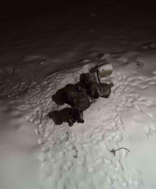 Mardin&rsquo;de insanlık &ouml;lmemiş dedirten hareket: Donmak &uuml;zere olan yavruların imdadına yetişti 1