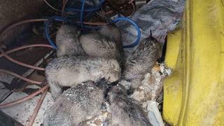 Mardin’de insanlık ölmemiş dedirten hareket: Donmak üzere olan yavruların imdadına yetişti