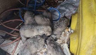 Mardin&rsquo;de insanlık &ouml;lmemiş dedirten hareket: Donmak &uuml;zere olan yavruların imdadına yetişti