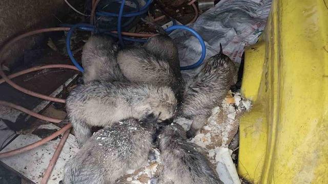 Mardin’de insanlık ölmemiş dedirten hareket: Donmak üzere olan yavruların imdadına yetişti