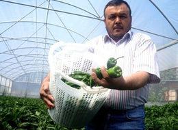 150 yıllık biber türünü serada yetiştirdi