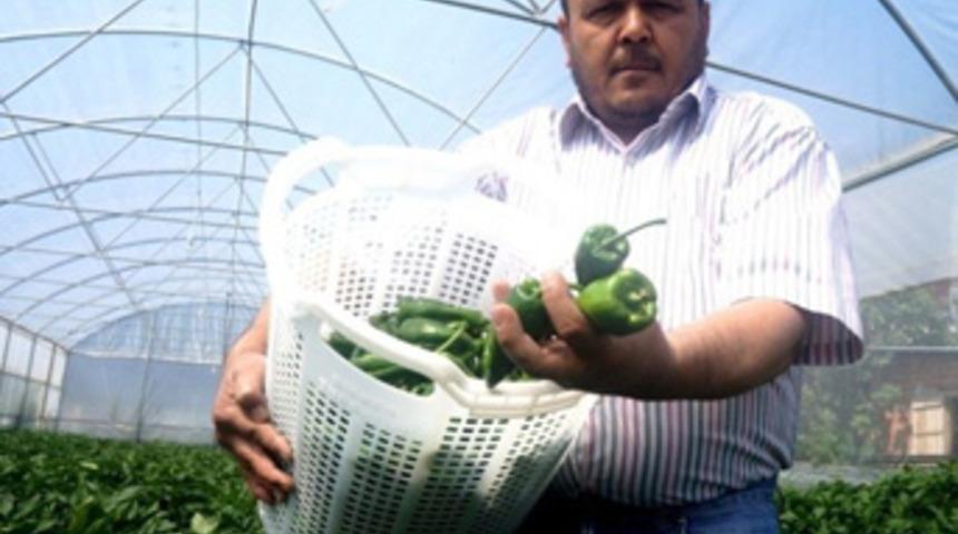 150 yıllık biber türünü serada yetiştirdi