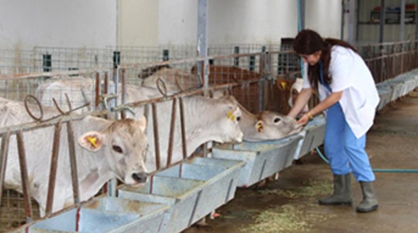 Öğretim Üyelerinden Buzağı Ölümlerini Önleyecek Proje