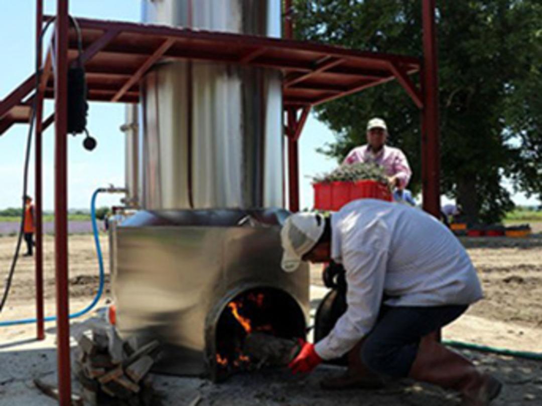 "Lavanta &ccedil;ift&ccedil;ilere y&uuml;ksek gelir getirecek"